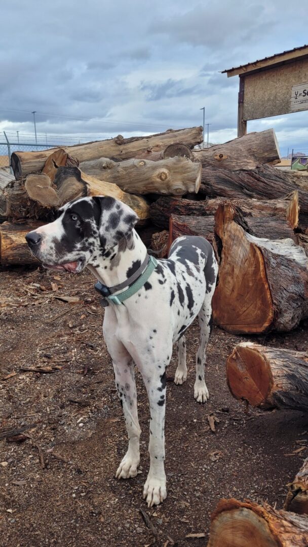 Mercury the log dog great dane